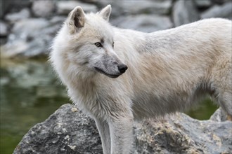 Close up portrait of lone Canadian Arctic wolf