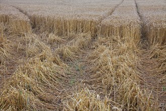 Damage in wheat field