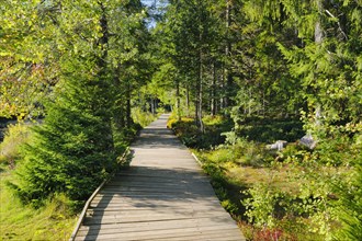 Wooden path in the forest along the Etang de la Gruere mire lake in the canton of Jura