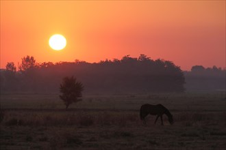 Sunrise with silhouette of horse