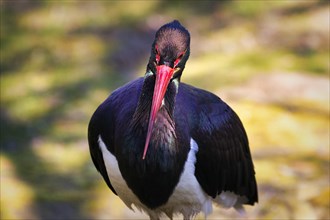 Black stork