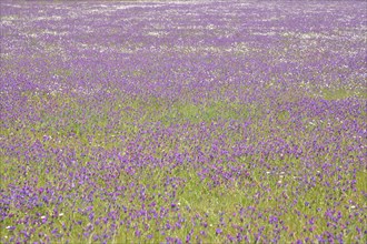 Meadow with purple viper's-bugloss