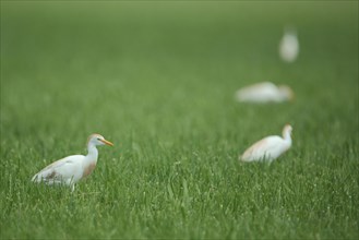 Four cattle egret