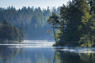 Pines and spruces line the shore of the mirror-smooth Etang de la Gruere moorland lake covered in mist in the canton of Jura