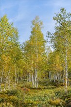 Birch forest in early autumn with sunshine and blue sky