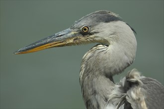 Head of grey heron