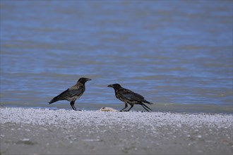 Two hooded crow