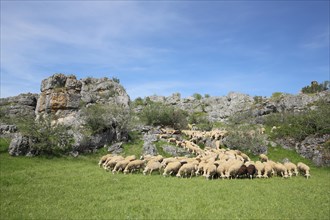 Flock of sheep with rocky landscape