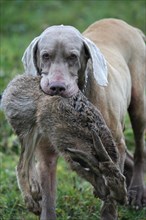 Hunting dog Weimaraner shorthair retrieves hare