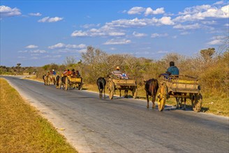 Ox cart caravan