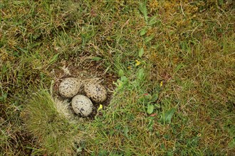 Brood with three eggs in the nest of the eurasian oystercatcher