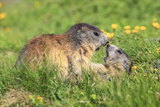 Alpine marmot couple kissing in alpine flower meadow