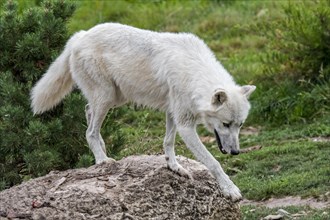 Lone Canadian Arctic wolf