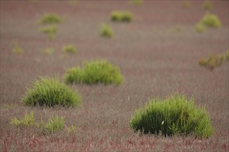 Mudflat landscape with Common glasswort