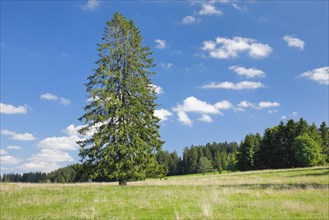 Large spruce standing solitary in a green meadow under a blue sky