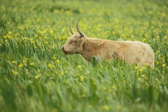 Scottish aurochs