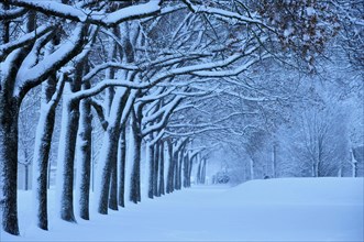 Linden avenue in winter