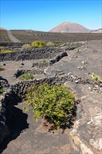 Grapevine vine growing on soil of volcanic ash eroded lava