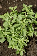 (Stevia rebaudiana) Herbal Sweetner