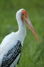 Portrait of the painted stork
