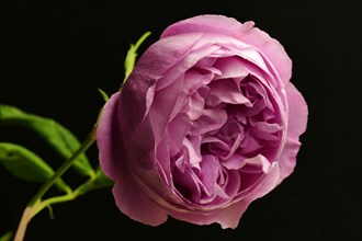 Bourbon shrub rose