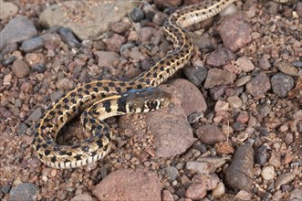 Checkered garter snake