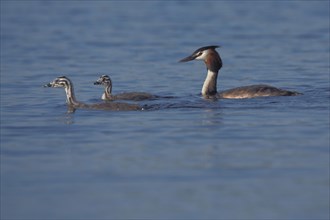 Three great crested grebe