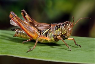 ECU of Grasshopper