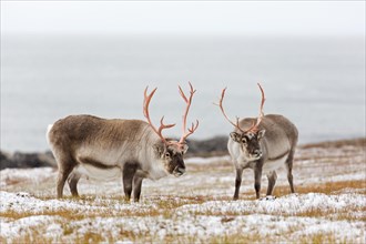 Two Svalbard reindeer