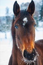 Brown horse in a deeply snow-covered paddock in a rural setting in winter