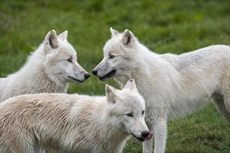 Close up of three Arctic wolves