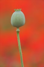 Fruit capsule of opium poppy