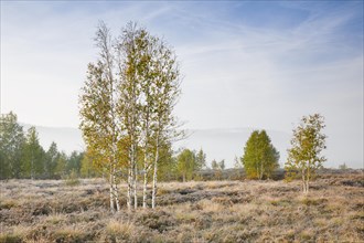 Morning autumn atmosphere with a few birch trees on the moor near Les Ponts-de-Martel