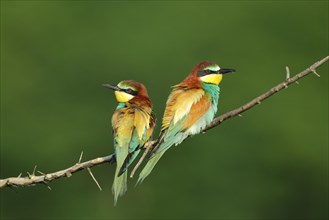 Pair of european bee-eater