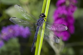 Dragonfly on Reed