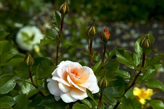 Shrub rose Schloss Eutin