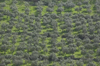 Dehesa with olive tree