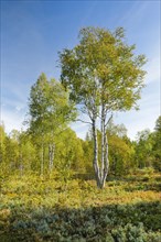 Large birch trees in early autumn with sunshine and blue sky