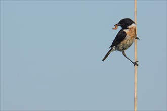 Male african stonechat