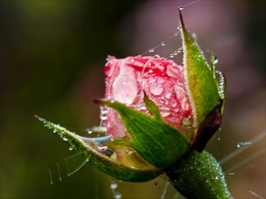 Rose Summer wind in the morning light with dew drops and spider's web