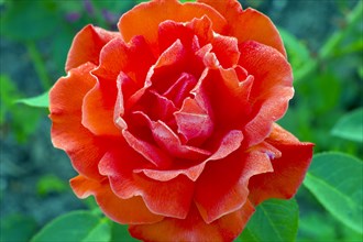 Alexander noble rose