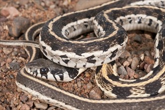 Black-necked garter snake