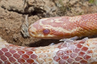 Female corn snake