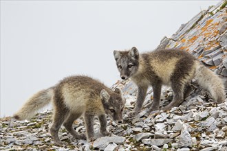 Two young Arctic foxes