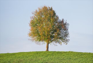 Lone lime tree on hilltop in autumn near Oetwil am See in the Zurich Oberland