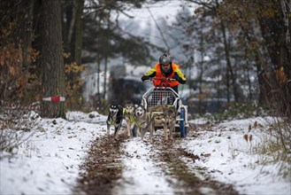 Sledge dog carriage race