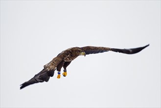 Banded White-tailed Eagle