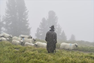 A shepherd with a flock of Valais black-nosed domestic sheep