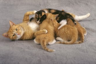 Mother Cat Nursing Kittens