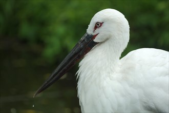 Maguari Stork